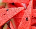 Watermelon offers hydration and heart health benefits during summer