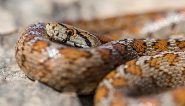 Ancient snake fossil reveals brain anatomy and sheds light on snake evolution