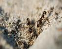 Ant colonies may synchronize after reaching a critical point