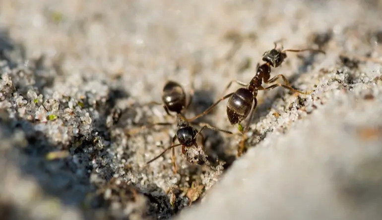 Ant colonies may synchronize after reaching a critical point
