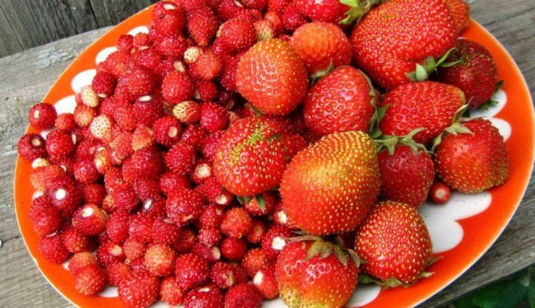 Key to longevity found in a popular berry