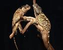 Scientists discover new “dragon” lizard in Thailand