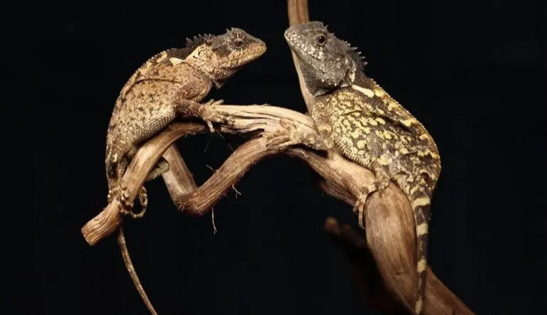 Scientists discover new “dragon” lizard in Thailand