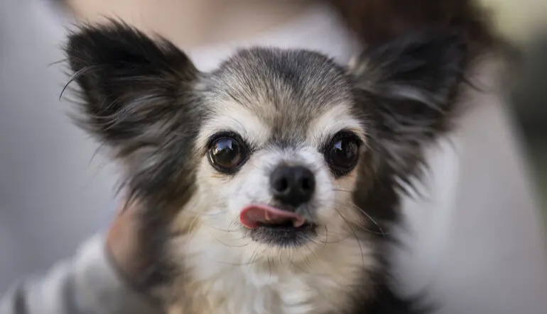 Chihuahuas share genes with coyotes