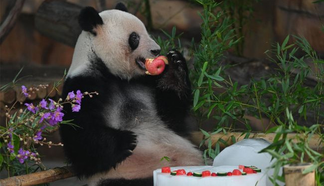 Two pandas will arrive at Zoo Atlanta in coming days - Xi Jinping
