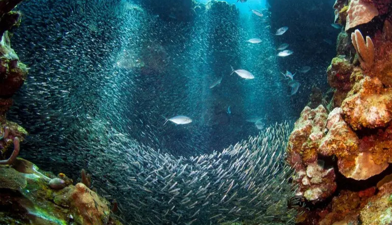 Sponges may have been the first animals on Earth, study suggests