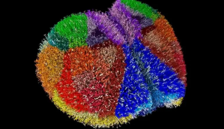 Supercomputer creates the most realistic virtual brain