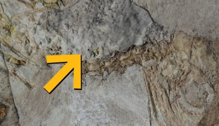 Prehistoric bird swallowed 800 stones and choked: scientists don’t know why