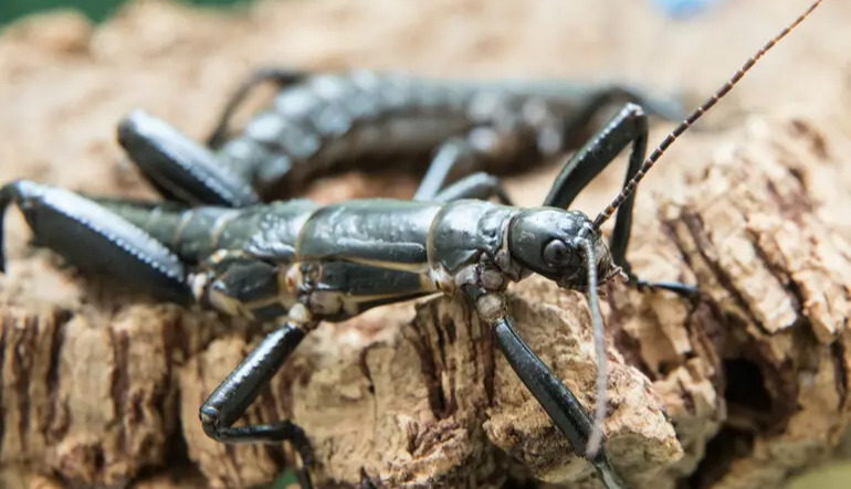 An insect believed to be extinct for more than 70 years “returns from the dead” after surviving on a volcano