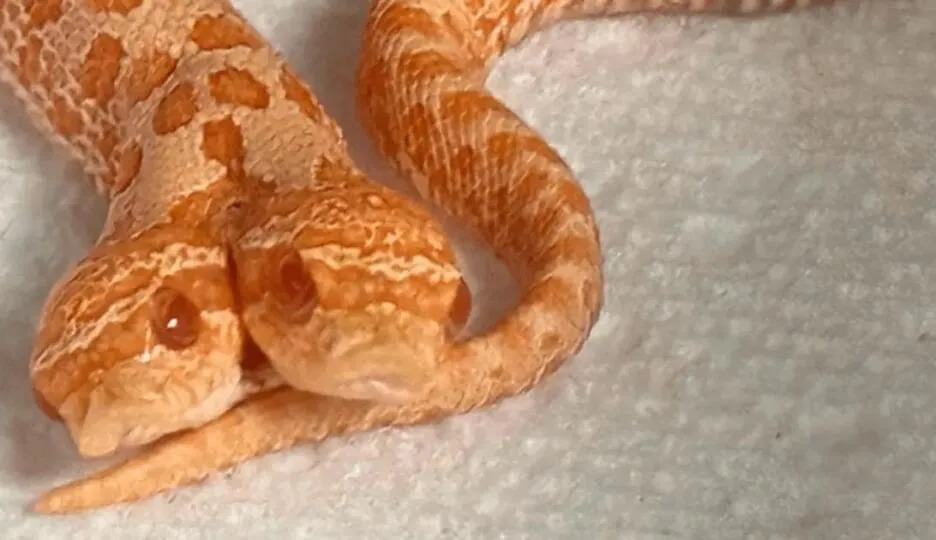 One in 100,000 chance: a rare two-headed snake has hatched in the United States