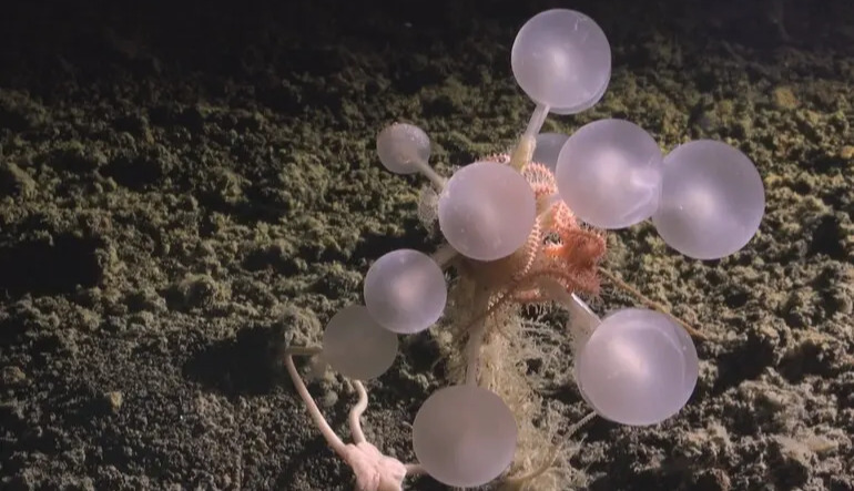 “Death balls”: a new species of carnivorous sponges discovered off the coast of Antarctica