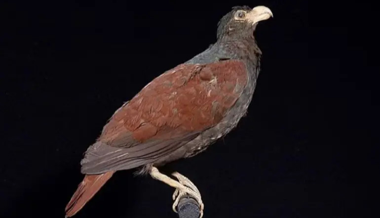 The last living relative of the dodo bird spotted on a remote island