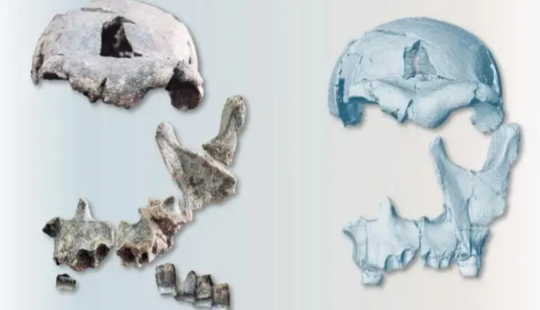 Scientists reconstruct Homo erectus face, reshaping views on human evolution
