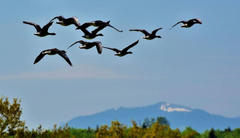 Birds abandoning migration worldwide: scientists warn of threat to humanity