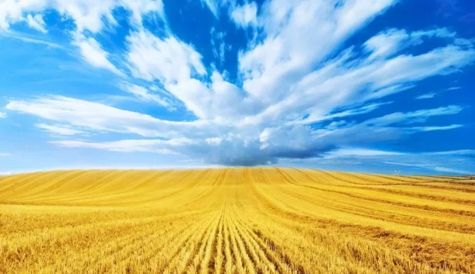 North Africa became the largest importer of Ukrainian wheat in the 2025/26 marketing year