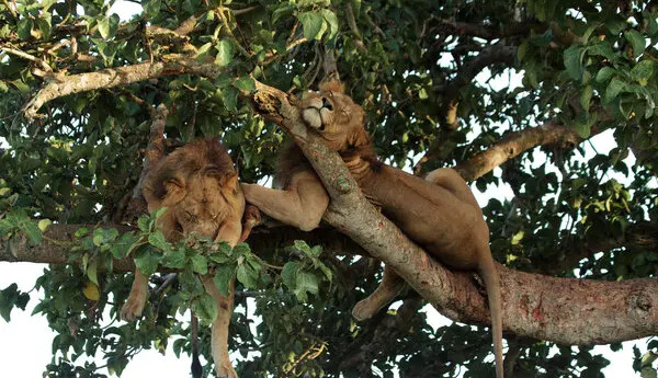 Scientists reveal which animals lions climb trees to avoid