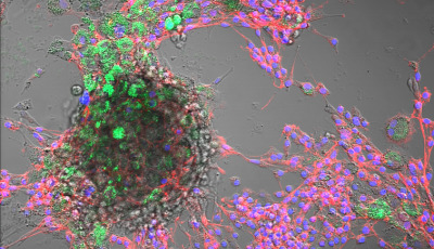 Scientists sound the alarm: nanoplastics found in farm animals