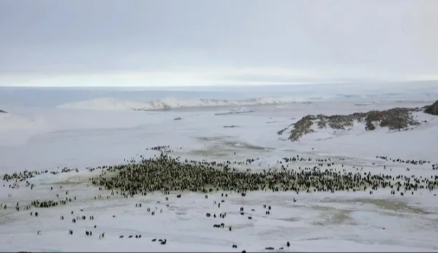 We are losing them: emperor penguins and seals have been officially classified as endangered species