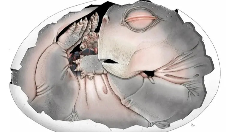 Ancestors of mammals laid eggs, and it was essential for survival