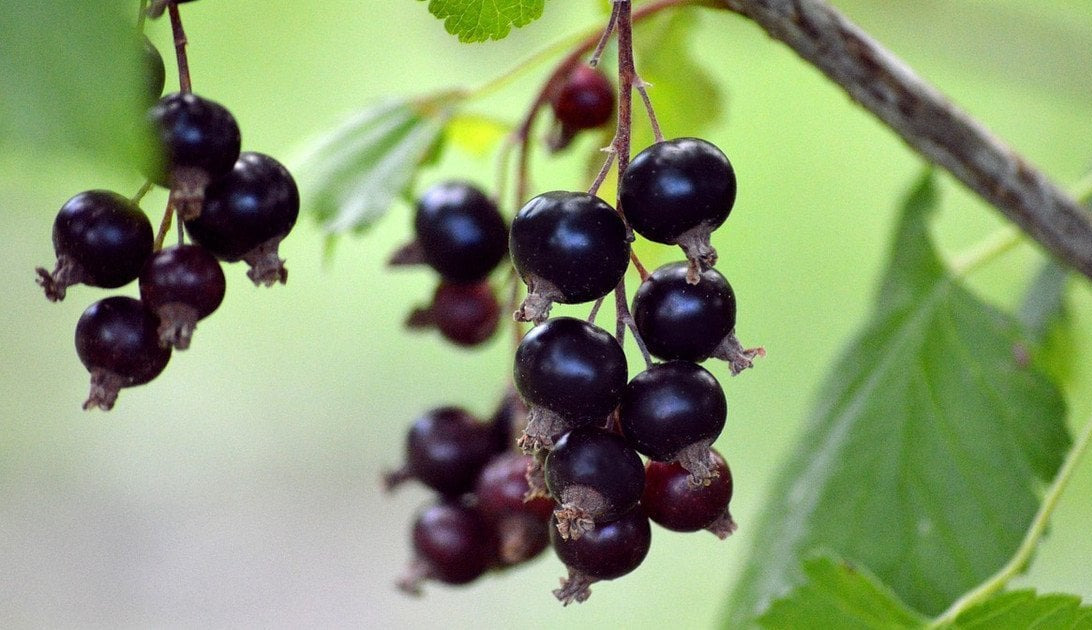 The superpower of purple: how anthocyanin-rich foods boost recovery and longevity