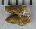 Unexpected twist in the human family tree: scientists uncover new findings