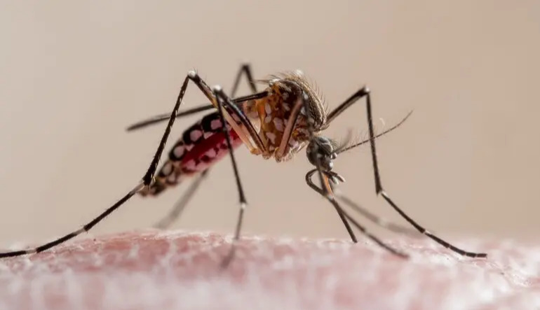 Scientists explain why mosquitoes bite some people more than others