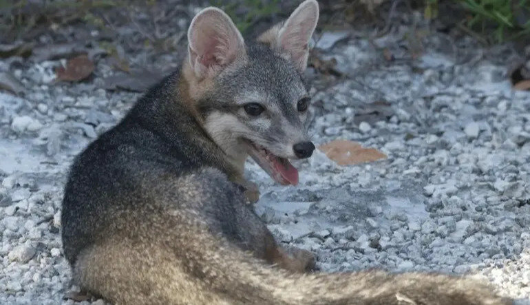 Rare dwarf fox thought extinct rediscovered on Mexican island after more than 20 years