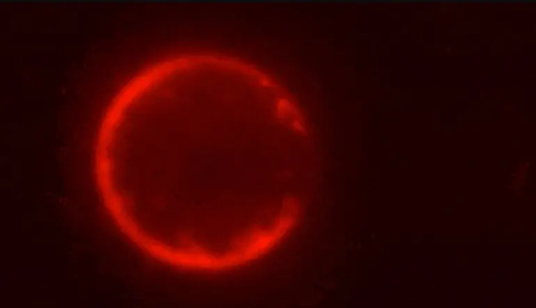 Scientists create synthetic cells from scratch that can grow and divide